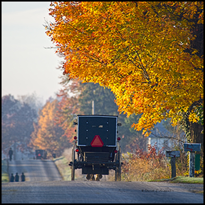 Amish Buggy in Fall Sunday Morning